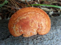 Pycnoporus sanguineus image