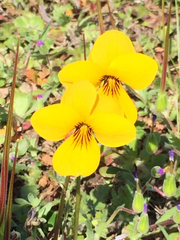 Viola douglasii