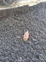 Apodiphus integriceps