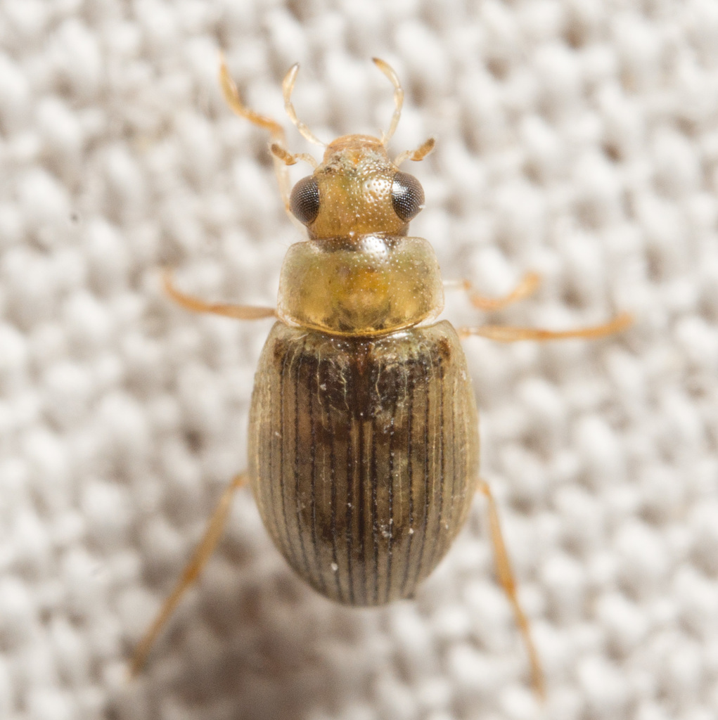Berosus peregrinus