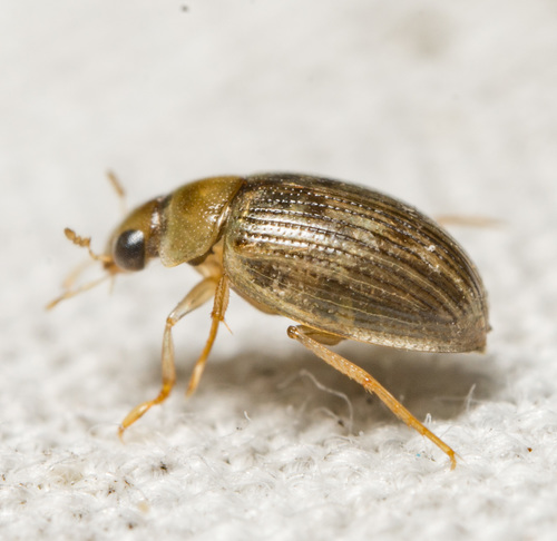 Berosus peregrinus photo 3