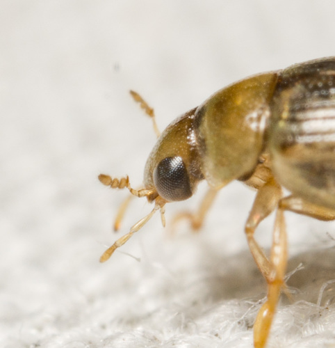 Berosus peregrinus photo 4