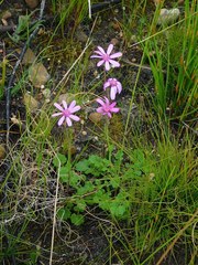 Senecio cymbalarifolius