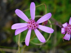 Senecio cymbalarifolius