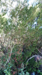 Lepidothamnus