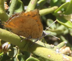 Chrysoritis chrysaor