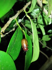 Amphitrichia constricta