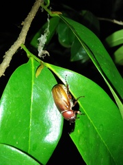 Amphitrichia constricta