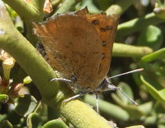 Chrysoritis chrysaor