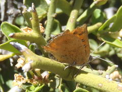 Chrysoritis chrysaor