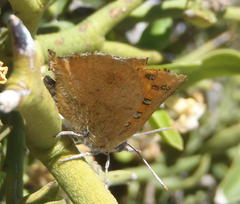 Chrysoritis chrysaor