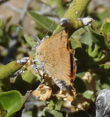 Chrysoritis chrysaor