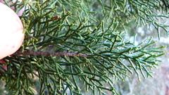 Lepidothamnus