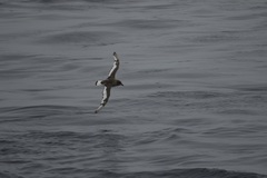 Thalassoica antarctica