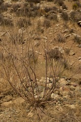 Eriogonum nudum westonii