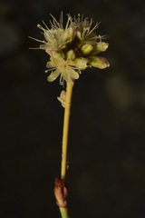 Eriogonum nudum westonii
