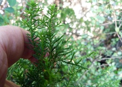 Lepidothamnus