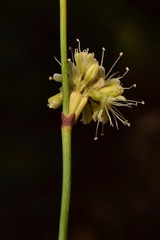 Eriogonum nudum westonii