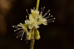 Eriogonum nudum westonii