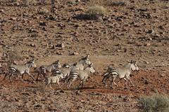 Equus zebra hartmannae