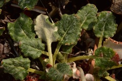 Eriogonum nudum westonii
