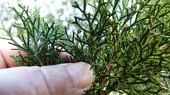 Lepidothamnus