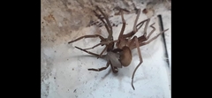 Kukulcania hibernalis