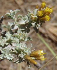 Helichrysum lucilioides