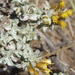 Helichrysum lucilioides - Photo (c) Nicola van Berkel, some rights reserved (CC BY-SA), uploaded by Nicola van Berkel