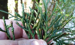 Lepidothamnus