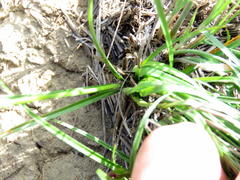 Carex spartea