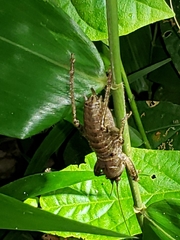 Nesoecia