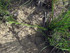 Carex spartea