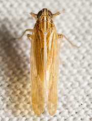 Nothodelphax slossonae