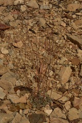 Eriogonum mensicola