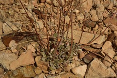 Eriogonum mensicola