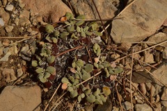 Eriogonum mensicola