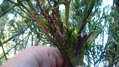 Lepidothamnus