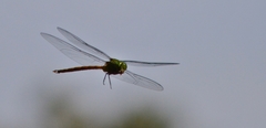 Staurophlebia