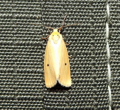 Scirpophaga incertulas