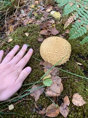 Scleroderma citrinum