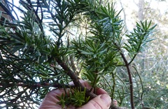 Lepidothamnus