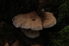 Fungi