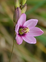 Ixia flexuosa
