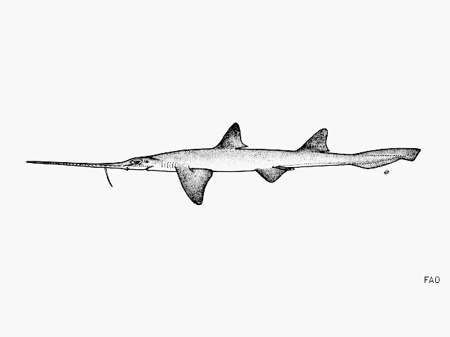 Sixgill Sawshark
