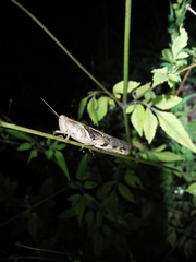 Stenocatantops cornelii