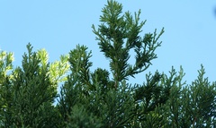 Lepidothamnus