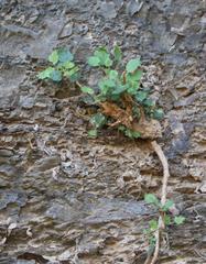 Pentatrichia petrosa