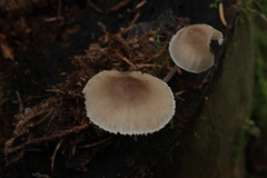 Fungi