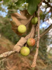 Cynips quercusfolii